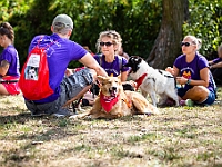 Adoptuj Warszawiaka  Wydarzenie promujące adopcję zwierząt. Organizator: Schronisko dla Bezdomnych Zwierząt "Na Paluchu". 18 sierpnia 2019, Park Raszyński w Raszynie. : park raszyński, adoptuj warszawiaka, na paluchu, schronisko dla zwierząt, centrum warszawy, raszyn
